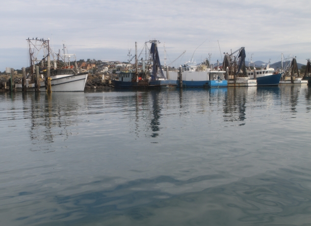 AFMA raises baitfish catch limit